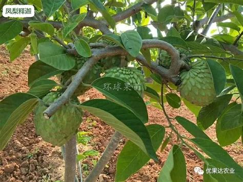 釋迦盆栽|釋迦種植栽培管理技術